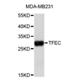 Western Blot - Anti-TFEC Antibody (A4508) - Antibodies.com