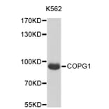 Western Blot - Anti-COPG1 Antibody (A4510) - Antibodies.com