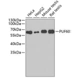 Western Blot - Anti-PUF60 Antibody (A4511) - Antibodies.com