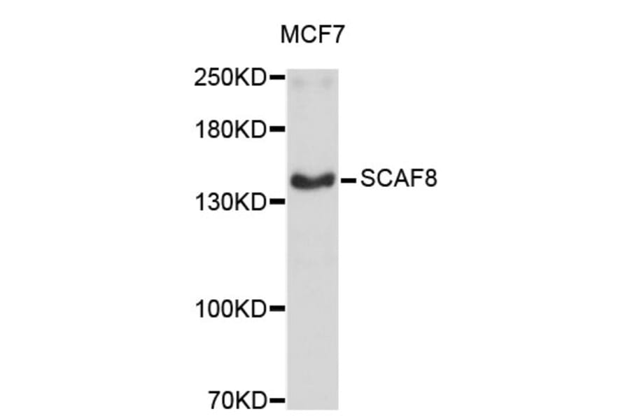 Western Blot - Anti-SCAF8 Antibody (A4512) - Antibodies.com