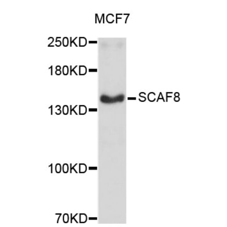 Western Blot - Anti-SCAF8 Antibody (A4512) - Antibodies.com