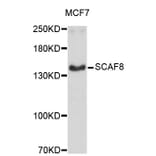 Western Blot - Anti-SCAF8 Antibody (A4512) - Antibodies.com
