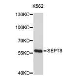 Western Blot - Anti-SEPT8 Antibody (A4531) - Antibodies.com
