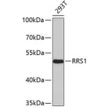 Western Blot - Anti-RRS1 Antibody (A4536) - Antibodies.com