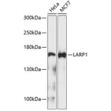 Western Blot - Anti-LARP1 Antibody (A9495) - Antibodies.com