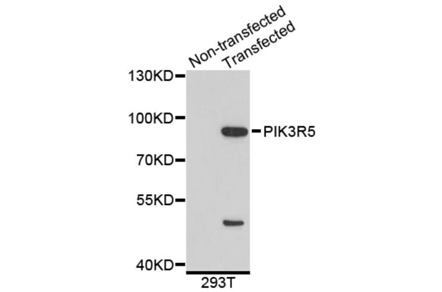 Western Blot - Anti-PIK3R5 Antibody (A4562) - Antibodies.com