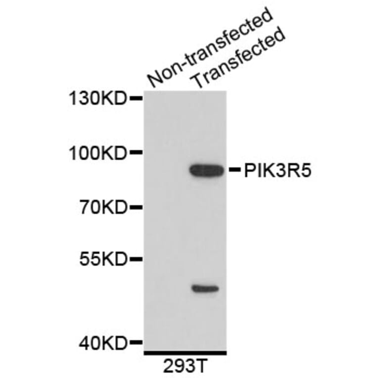 Western Blot - Anti-PIK3R5 Antibody (A4562) - Antibodies.com
