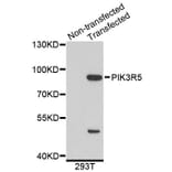 Western Blot - Anti-PIK3R5 Antibody (A4562) - Antibodies.com