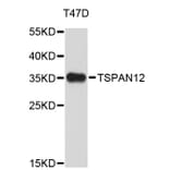 Western Blot - Anti-TSPAN12 Antibody (A4564) - Antibodies.com