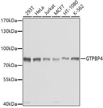 Western blot analysis of extracts of various cell lines, using Anti-GTPBP4 Antibody (A4565) at 1:1,000 dilution.
Secondary antibody: Goat Anti-Rabbit IgG (H+L) (HRP) (AS014) at 1:10,000 dilution.
Lysates / proteins: 25µg per lane.
Blocking buffer: 3% non-fat dry milk in TBST.
Detection: ECL Basic Kit (RM00020).
Exposure time: 1s.