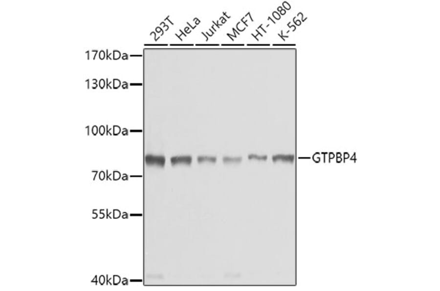 Western Blot - Anti-GTPBP4/NOG1 Antibody (A9503) - Antibodies.com
