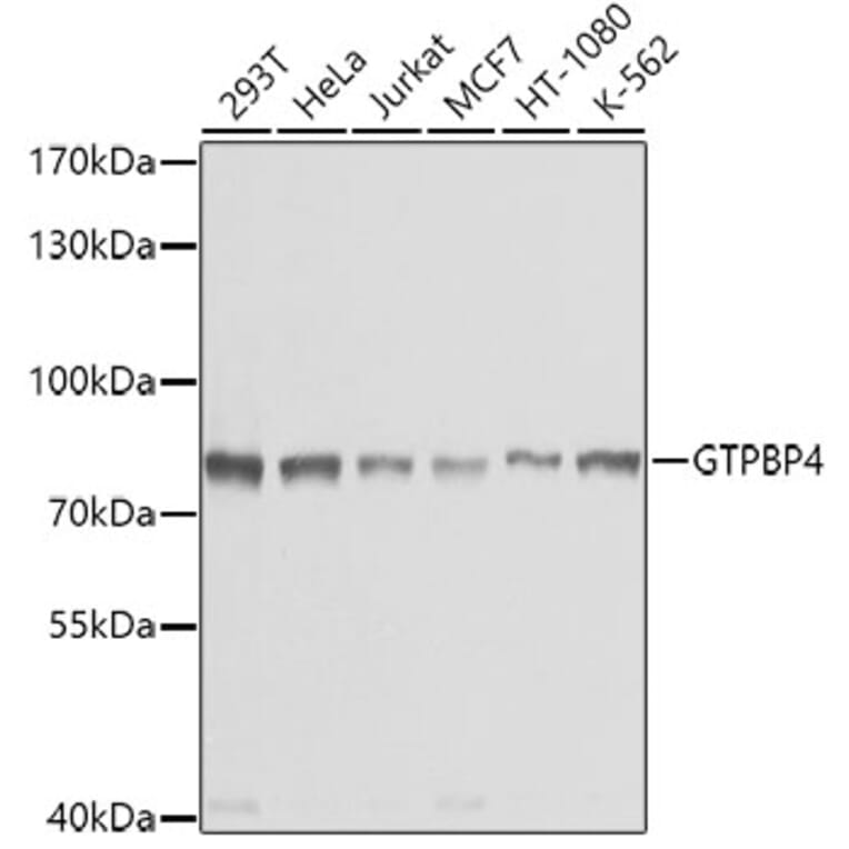 Western Blot - Anti-GTPBP4/NOG1 Antibody (A9503) - Antibodies.com
