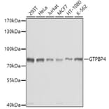 Western Blot - Anti-GTPBP4/NOG1 Antibody (A9503) - Antibodies.com