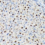 Immunohistochemistry - Anti-GTPBP4/NOG1 Antibody (A9503) - Antibodies.com