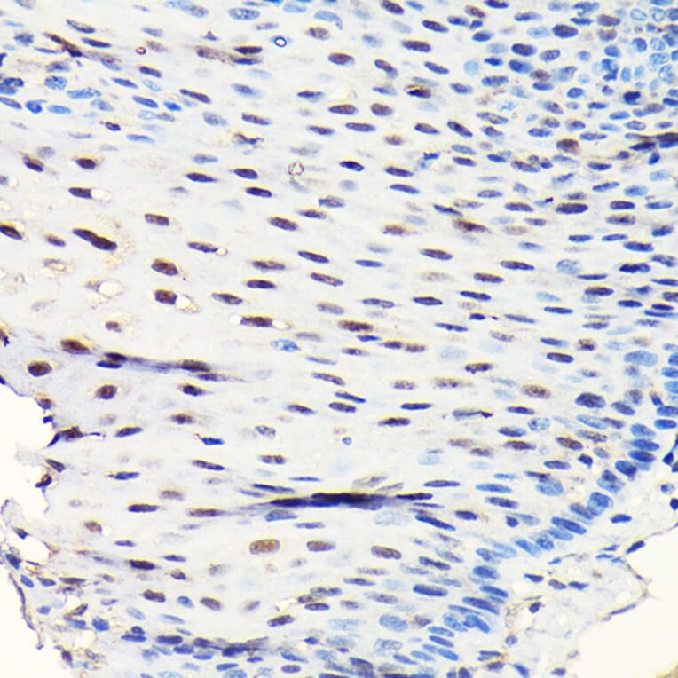 Immunohistochemistry - Anti-GTPBP4/NOG1 Antibody (A9503) - Antibodies.com