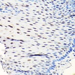 Immunohistochemistry - Anti-GTPBP4/NOG1 Antibody (A9503) - Antibodies.com