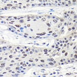 Immunohistochemistry - Anti-GTPBP4/NOG1 Antibody (A9503) - Antibodies.com