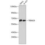 Western Blot - Anti-TRIM29 Antibody (A9509) - Antibodies.com