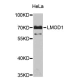 Western Blot - Anti-LMOD1 Antibody (A4585) - Antibodies.com