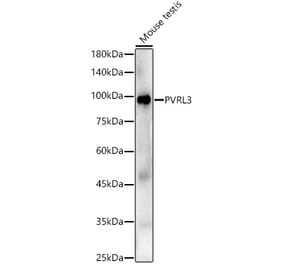 Western Blot - Anti-Nectin 3 Antibody (A9512) - Antibodies.com