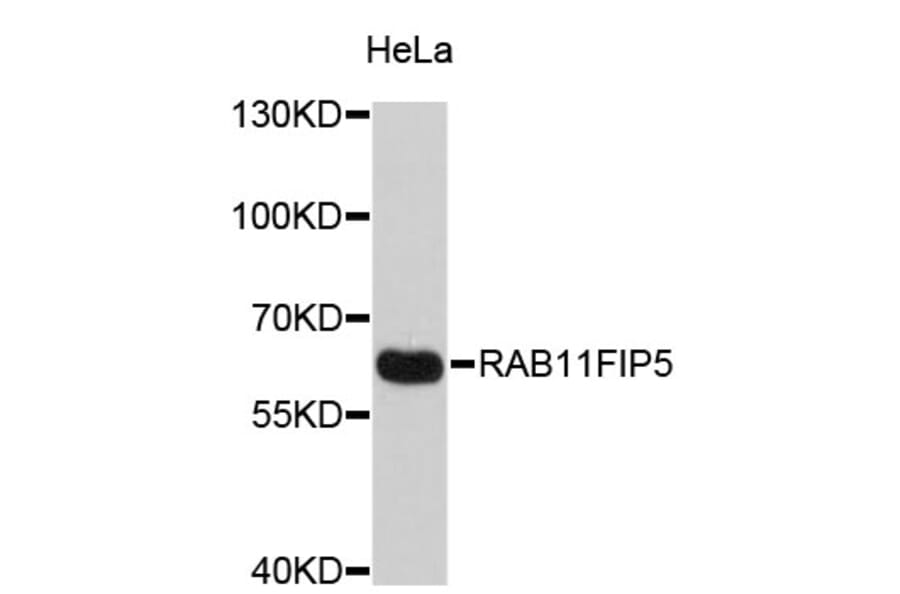 Western Blot - Anti-RAB11FIP5 Antibody (A4605) - Antibodies.com