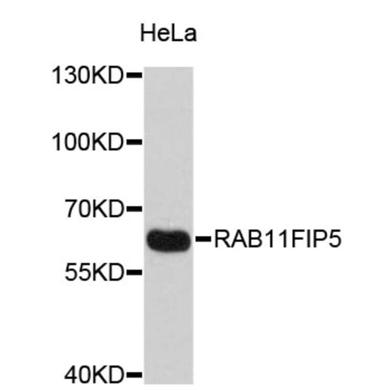 Western Blot - Anti-RAB11FIP5 Antibody (A4605) - Antibodies.com