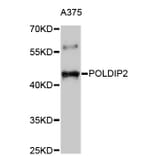 Western Blot - Anti-POLDIP2 Antibody (A4608) - Antibodies.com
