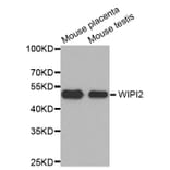 Western Blot - Anti-WIPI2 Antibody (A4610) - Antibodies.com
