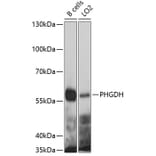 Western Blot - Anti-PHGDH Antibody (A4617) - Antibodies.com