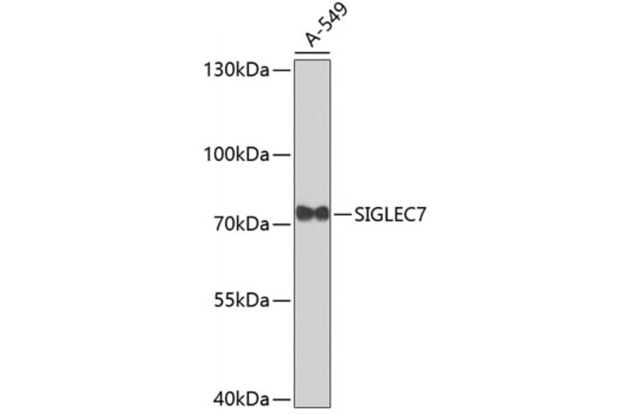 Western Blot - Anti-SIGLEC7 Antibody (A4638) - Antibodies.com