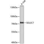 Western Blot - Anti-SIGLEC7 Antibody (A4638) - Antibodies.com