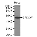 Western Blot - Anti-GPKOW Antibody (A4652) - Antibodies.com