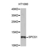 Western Blot - Anti-SPCS1 Antibody (A4661) - Antibodies.com