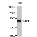 Western Blot - Anti-DBNL Antibody (A4663) - Antibodies.com