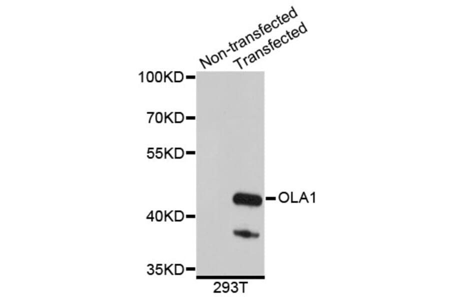 Western Blot - Anti-OLA1 Antibody (A4673) - Antibodies.com