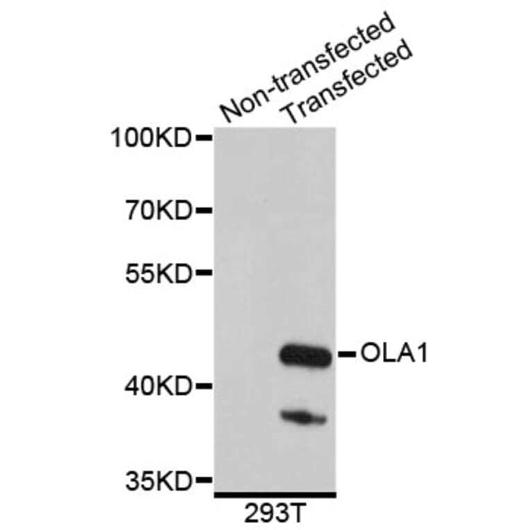 Western Blot - Anti-OLA1 Antibody (A4673) - Antibodies.com
