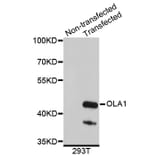 Western Blot - Anti-OLA1 Antibody (A4673) - Antibodies.com