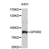 Western Blot - Anti-GPSM2 Antibody (A4677) - Antibodies.com