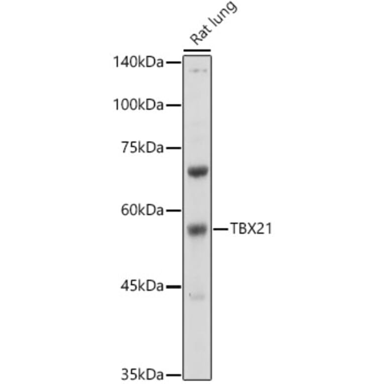 Western Blot - Anti-T-bet/Tbx21 Antibody (A9533) - Antibodies.com