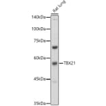 Western Blot - Anti-T-bet/Tbx21 Antibody (A9533) - Antibodies.com