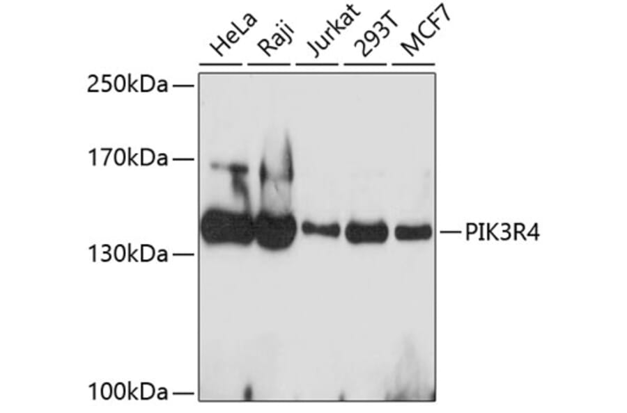 Western Blot - Anti-PIK3R4 Antibody (A4686) - Antibodies.com