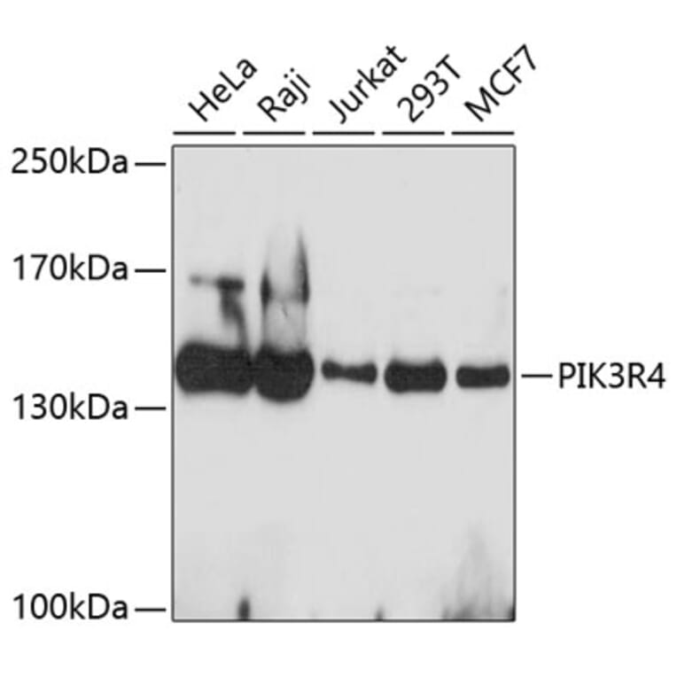 Western Blot - Anti-PIK3R4 Antibody (A4686) - Antibodies.com