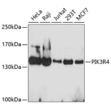 Western Blot - Anti-PIK3R4 Antibody (A4686) - Antibodies.com