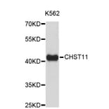 Western Blot - Anti-CHST11 Antibody (A4690) - Antibodies.com