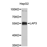 Western Blot - Anti-LAP3 Antibody (A4704) - Antibodies.com