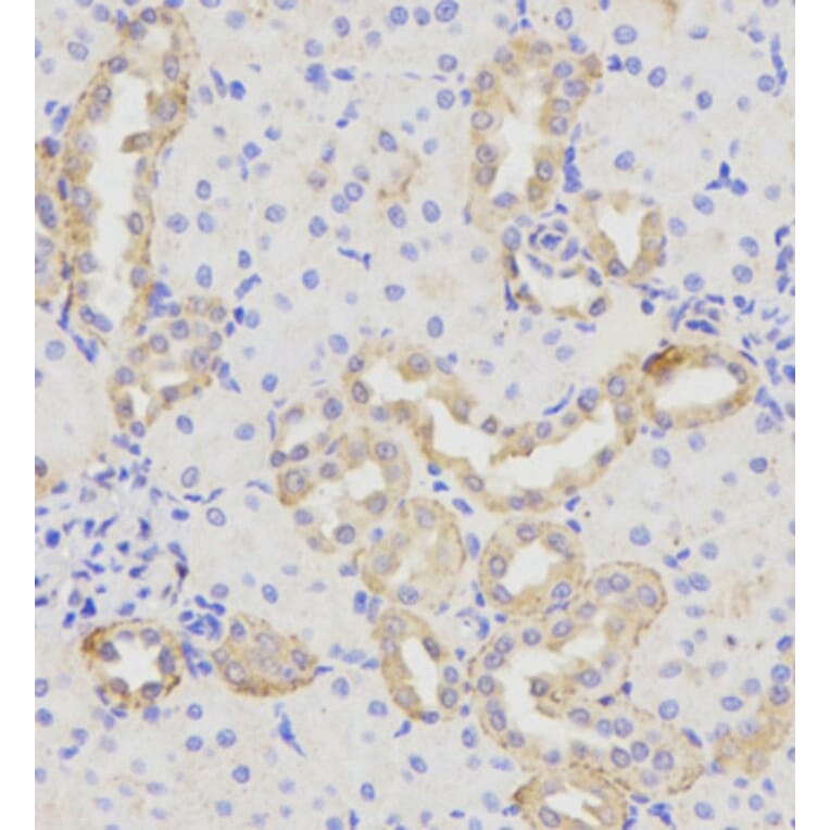 Immunohistochemistry - Anti-SH3GLB1 Antibody (A4709) - Antibodies.com