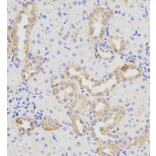 Immunohistochemistry - Anti-SH3GLB1 Antibody (A4709) - Antibodies.com
