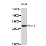 Western Blot - Anti-HN1 Antibody (A4716) - Antibodies.com