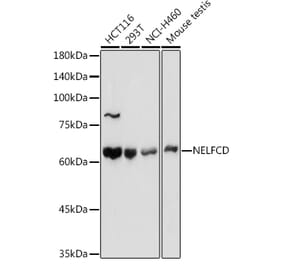 Western Blot - Anti-TH1L Antibody (A9551) - Antibodies.com