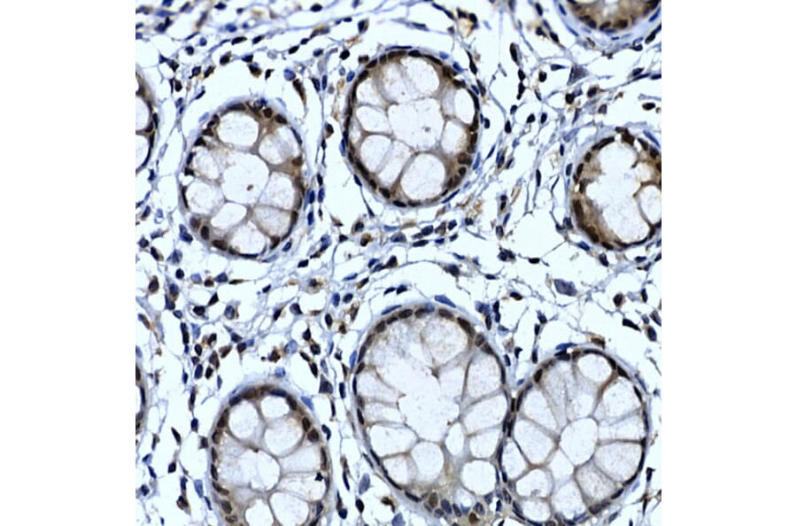 Immunohistochemistry - Anti-TH1L Antibody (A9551) - Antibodies.com